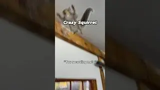 POV: you made eye contact with the wrong squirrel 🐿️💀
