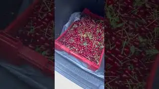 Вишни много в этом году