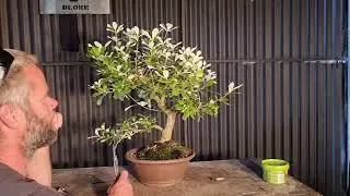 Australian Banksia Bonsai, Aussie Bonsai Bloke