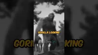 Joe Rogan's Encounter With BIGFOOT 🤯 #jre #shorts