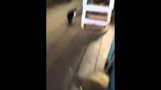 Gatto pazzo pazzo 1