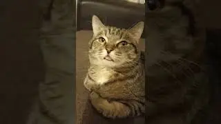Котик забавный