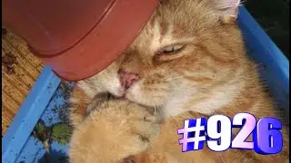 Видео подборка с котиками ✨💝😺🐾