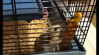 Our funny pets Lilya and Kesha