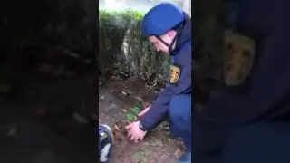 🔴 Ukrainian war dog wants to say hi 👋 #shorts #funny #tiktok