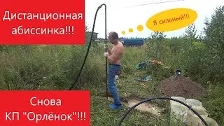 Абиссинка без заказчика! КП 