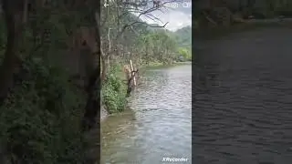 monkey jump