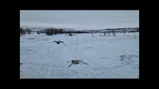 Вяхирь махокрыл