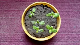 Grow Sunflower Plants From Seed