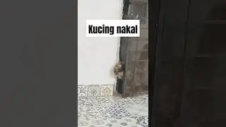 Detik detik aksi lucu kelakuan kucing nakal kabur #funnyvideo #funnuclips