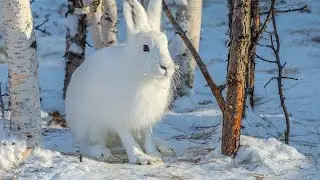 ОХОТА на ЗАЙЦА ПОДНЯЛ с ЛЕЖКИ ОХОТА С СОБАКОЙ ЗАЯЦ ВЫШЕЛ на НОМЕР ДОБЫЛ ЗАЙЦА