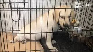 Yellow lab puppy sitting like a seal eating dinner!