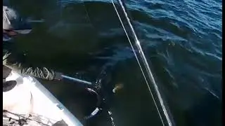 Belles perches du sud ouest sur nos jolis lacs de GIRONDE et des LANDES