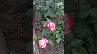 26 июня 2023 г.