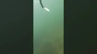 Сети на аграханском  заливе #дагестан #подводнаяохота #рыбалка #сазан #щука #белыйамур