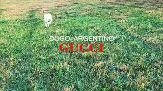 Dogo Argentino - Gucci