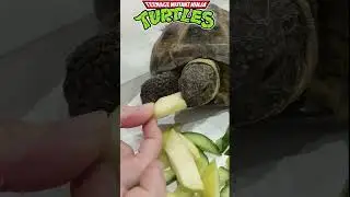 Кормим черепашку)