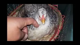 Queen Hen MURGI EGGS hatched by broody hen || Natural Hatch