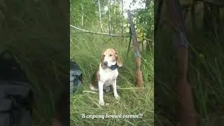 Охота с Эг Фаготом внук Афины впкос 16 73/13 Сезон 2020 года охота на беляка!!!