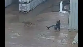 Нападения бешеных шакалов
