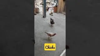 Gallinas dentro de la ciudad 😱 de  