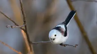 Синица длиннохвостая, или ополовник.