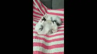 Miot L z Teddy Bunny
