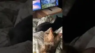 ഞാൻ പറഞ്ഞിട്ട് ഉണ്ട് സിനിമ കാണുമ്പോ വിളിക്കരുതെന്ന് 😂brothers fight|#shorts #animals #dubbing #cat