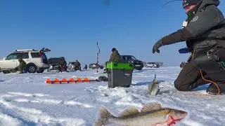 СУДАК ХВАТАЛ НА ВСЁ И У ВСЕХ! РЫБАЛКА НА СУДАКА С ТОЛПОЙ, в низовьях водохранилища. Рыбалка в марте