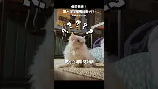 跟貓搶貓碗用？阿拉伯IKEA廣告反向操作，毛小孩和主人對調！#shorts