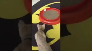 Turbo scratcher cat toy
