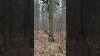 Страшно!? Сказочное дерево 🪵