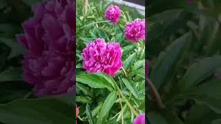 #цветы