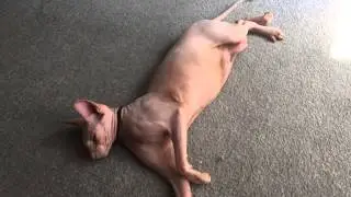 Smeagol is a cutie