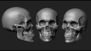 Zbrush: Human Skull Speed Sculpt