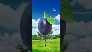#fotos