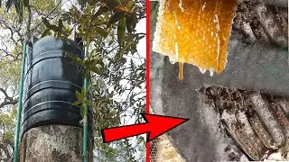 Honey Collection from Secret Hidden Place || Wild honey harvesting || Satisfying videos