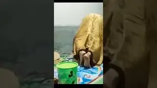 prooootttt.....