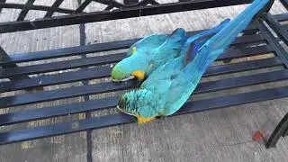 Ну почухать... общительные дикие попугаи