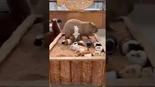 Когда прокачал хомяка до лорда😸When you upgraded your hamster to lord #shorts #funny #jokes #приколы
