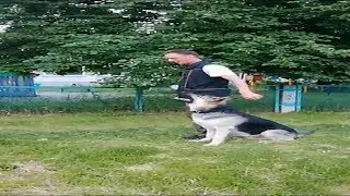 Тор, тренировка послушание, 22.06.2018