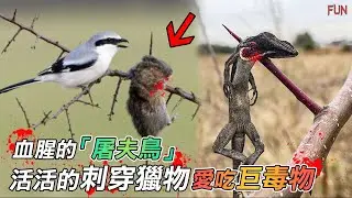 兇殘血腥的「屠夫鳥」屠殺一切，把獵物活活的刺穿在樹上 | 最邪惡的鸚鵡，活生生的啃咬綿羊！| 巨毒的蝗蟲，只有它敢吃！| 你不敢相信，金雕竟然這樣做！