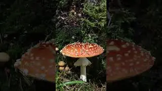 телеграмм @Pavel_Talanov