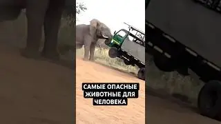 Топ 10 Самых Опасных Животных Для Человека