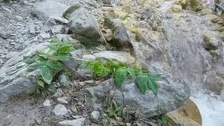 Архипо-Осиповка, Серебряные водопады. "Дорогая" А.Фишер.