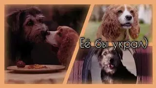 Леди и Бродяга (фильм): Клип 