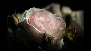 Stive Morgan   Moon Haunter   When No Words Are Need (pour toi Annie)