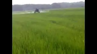paddy lembah bujang kedah malaysia 3/3