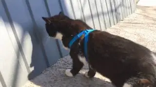 РЕАКЦИЯ КОШКИ НА ОШЕЙНИК !!!!!