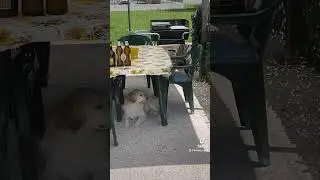 Chuky the sofa dog